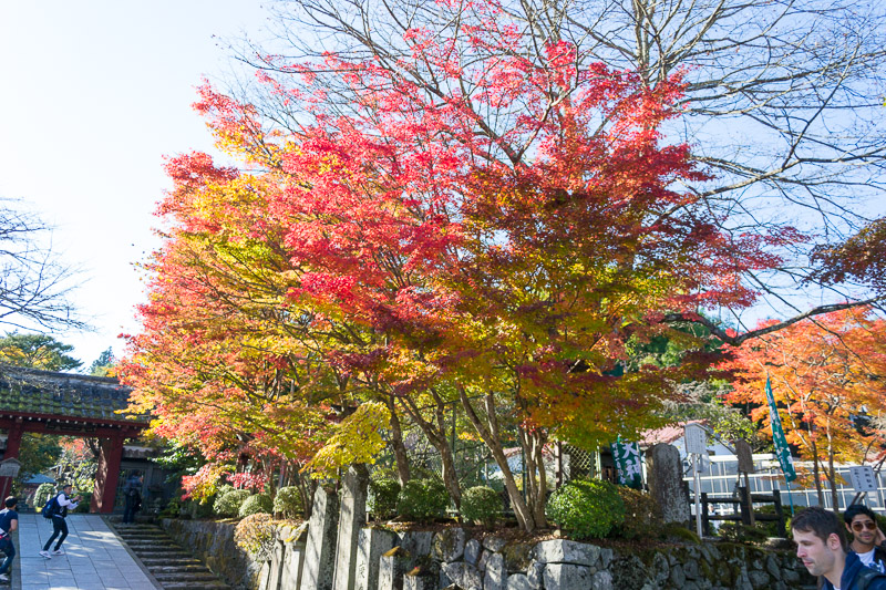 Some autumn colours!