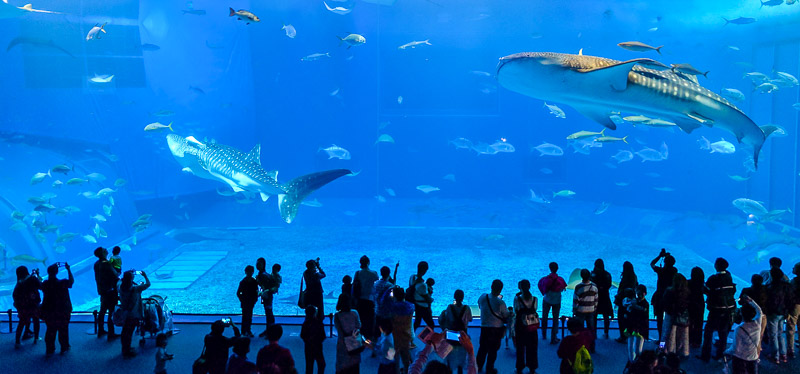 The huge tank at the aquarium.